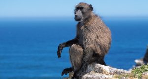 Hermanus’ Voëlklip troop visits more frequent in neighbourhood