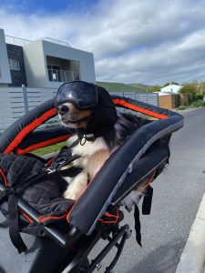 Moedige ma en haar hond van Hermanus op ysterperd deur Afrika vir kanker