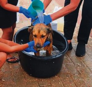 Keer parasiete op jou troeteldiere sonder om jou beursie te knak