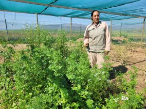 ‘Tuin is my passie’ vertel Madeleine Balie van Caledon