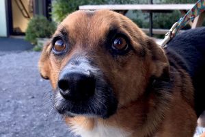 Immediate action required to combat canine disease outbreak in Hermanus