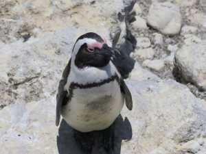 Penguin Palooza at Stony Point to open your heart