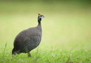Illegal hunting concerns in Sandbaai in Hermanus