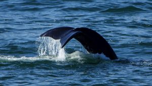 Southern right whale population thrives at 6,5% annual growth