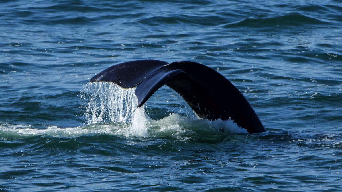 The 2025 southern right whale aerial survey was scheduled to begin on Monday 29 September and will be carried out following established protocols. Photo: Martin Etsebeth