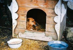 Wenke om jou erf en huis dierevriendelik te maak