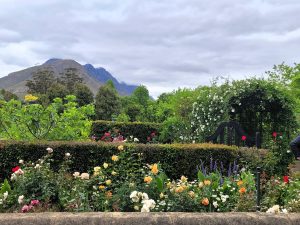 After 30 years the Greyton Rosefair still a popular choice for garden lovers