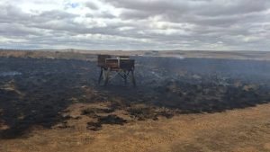 Survey launched to assess beehive losses after devastating fires in the Overberg