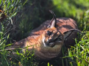 Animals from Panthera Africa Big Cat Sanctuary happy, but help needed