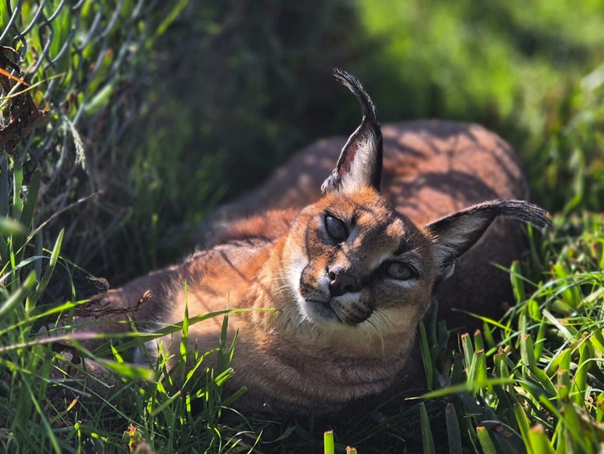 Animals from Panthera Africa Big Cat Sanctuary happy, but help needed