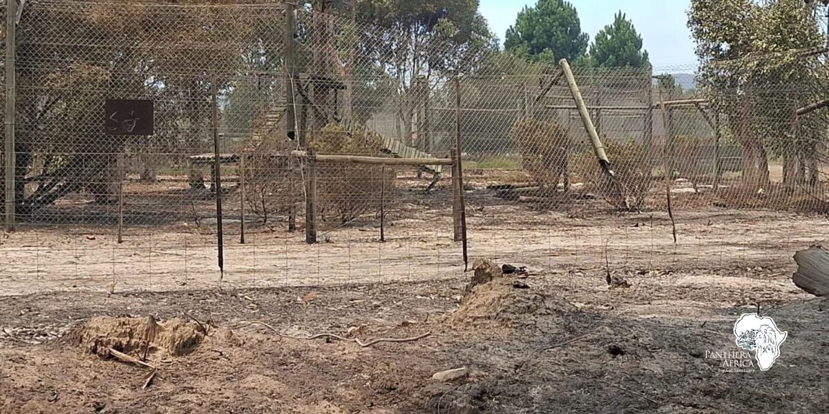 A devastating wildfire destroyed multiple enclosures at Panthera Africa Big Cat Sanctuary.
