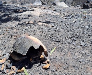 Wat om te doen as jy op beseerde wilde diere in die veld afkom