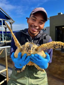 Wenke oor hoe om seeskilpaaie in die Overberg te red