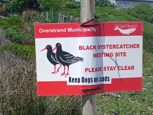 Off-leash dogs threaten oyster catchers