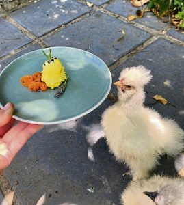 Jozlyn Kitching prepares plated meals for her four silkie chickens