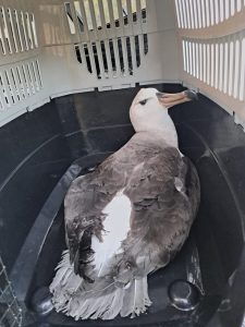 Seediere in wind en storms beseer; African Penguin and Seabird Sanctuary help