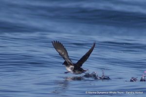 With elegance on tiny wings, a remarkable seabird surprises the southern Africa
