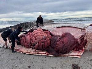 UPDATE: No cause of death for marine giant found at Die Plaat, but research ongoing