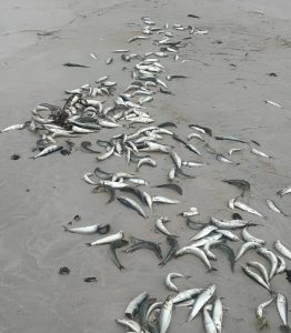 Task team launched after herpesvirus found in dead sardines