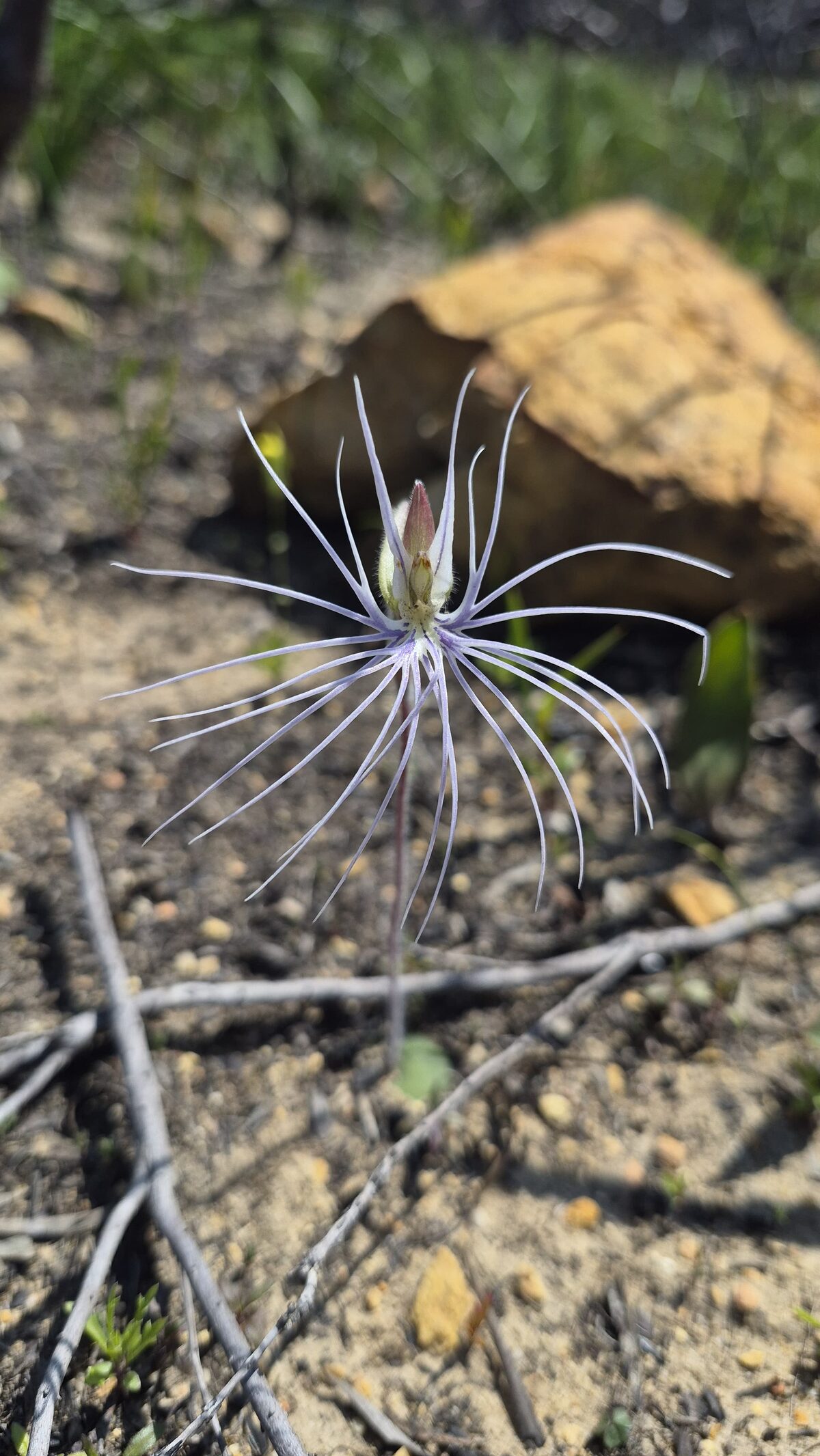 Fire reveals hidden floral gem in Grootbos near Gansbaai