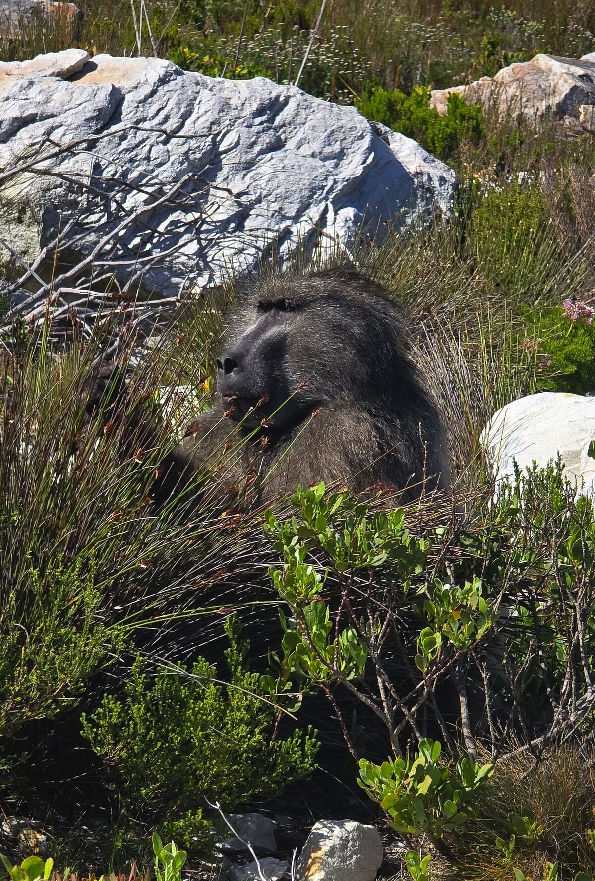 Thunder the male baboon that was shot on 19 September.