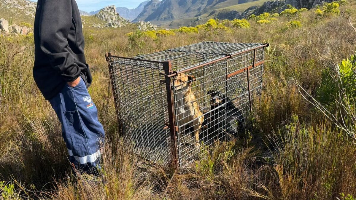 Increased patrols in Kleinmond lead to capture of two dogs in September.