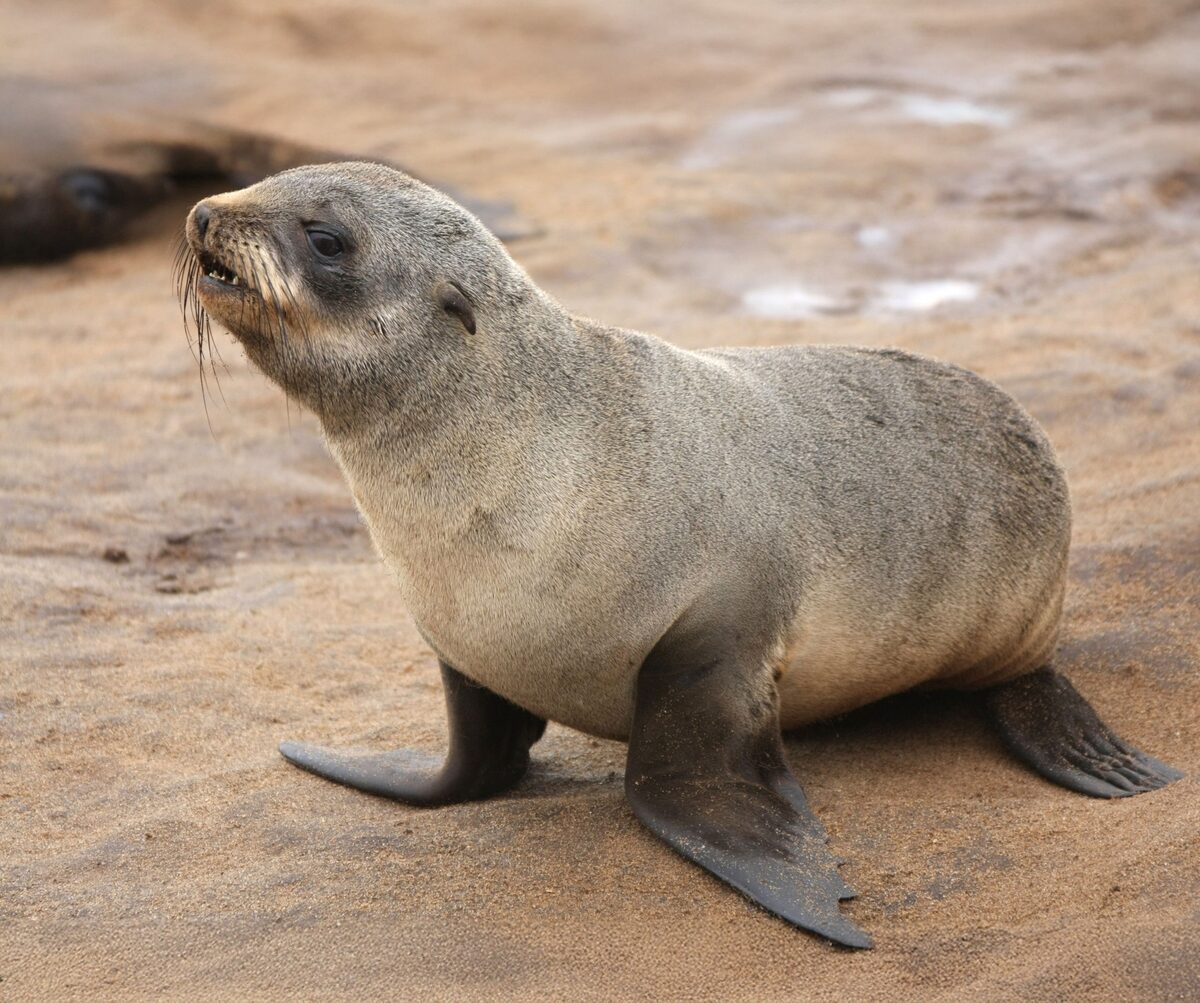 Rabies detected in Cape fur seals