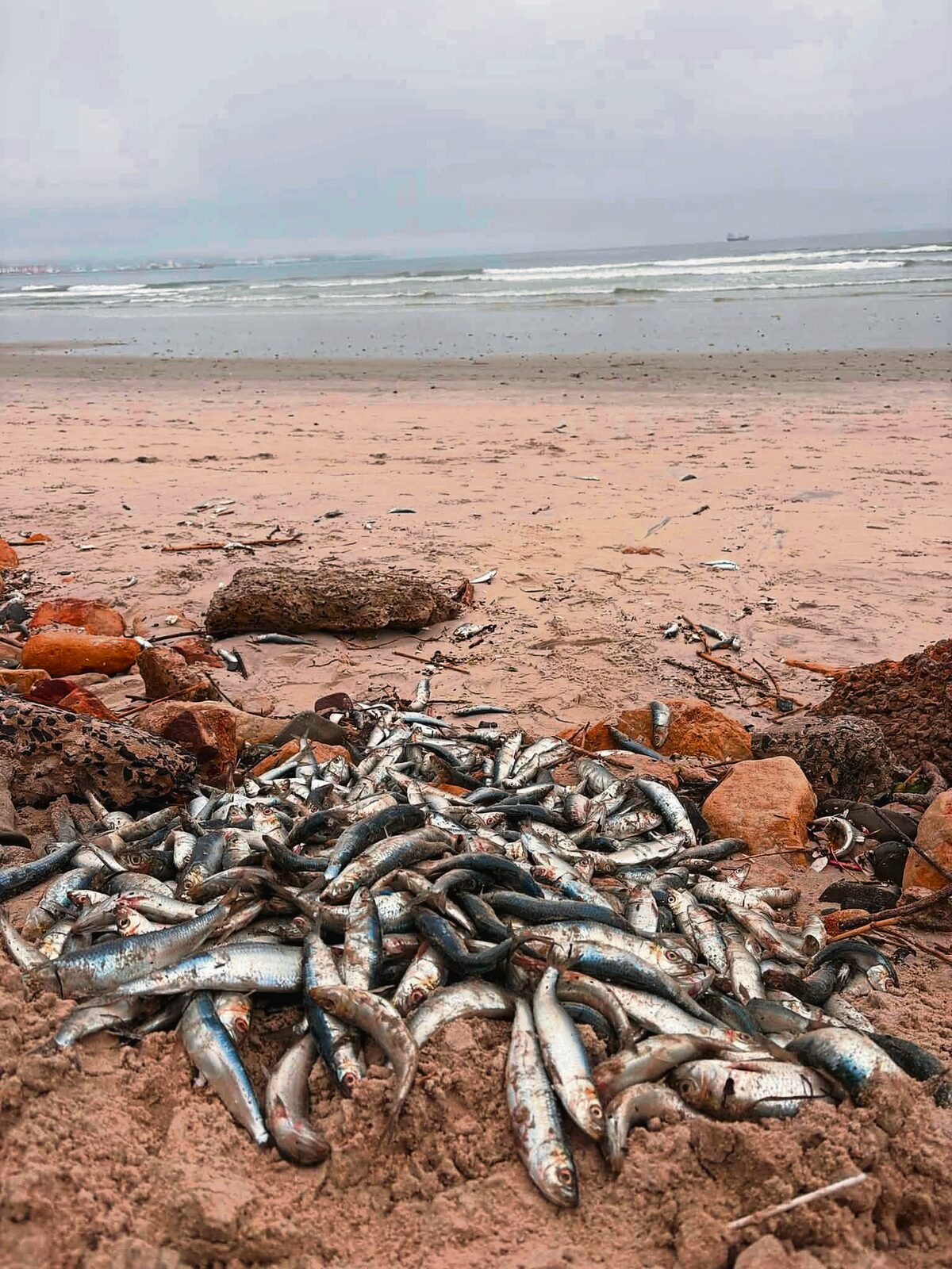 Sardine die-off appears to be easing along South Africa’s coast