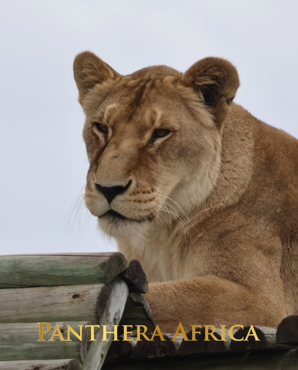 Ivana, the more spirited of the siblings, is taking a little longer to settle in.