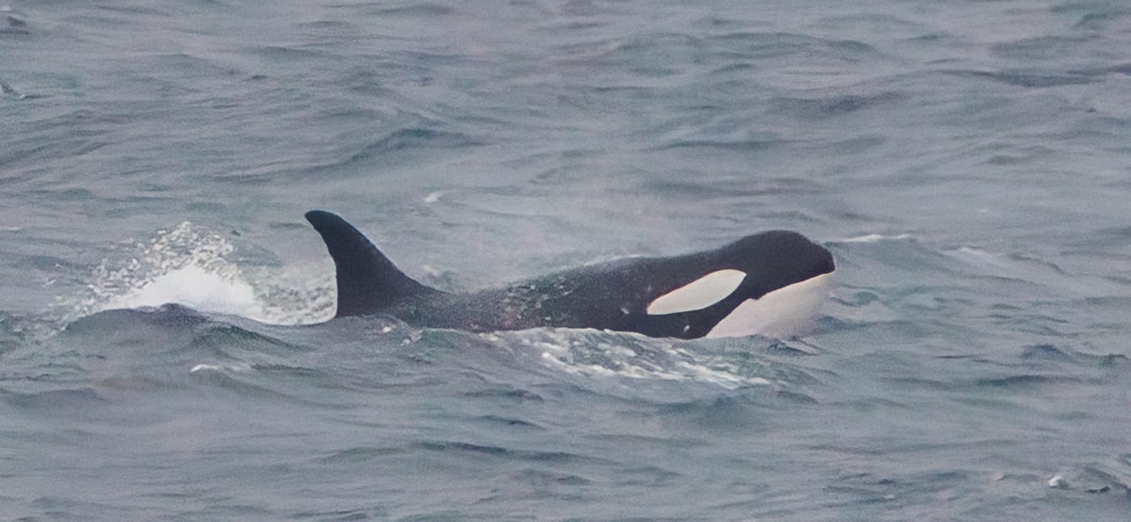 Orcas spotted in Gearing's Point, Hermanus