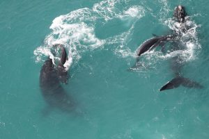 2026 whale survey records 100 more calves despite slowing calving rates