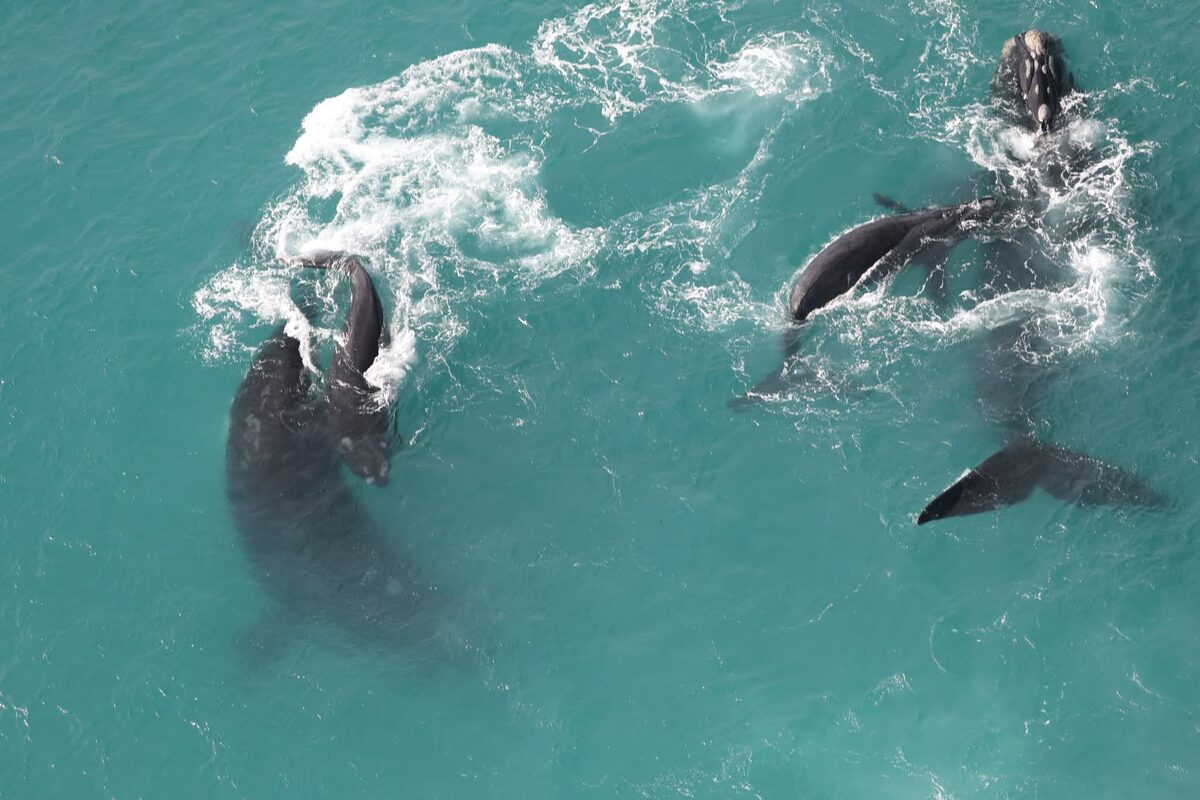 2026 whale survey records 100 more calves despite slowing calving rates