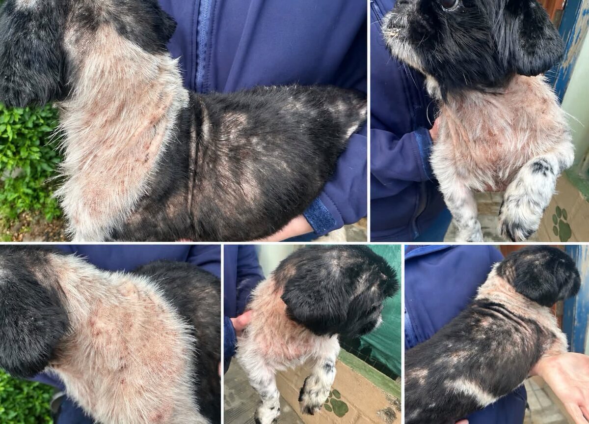 More than 70 ticks, ranging from tiny to large, have been removed from Paige.