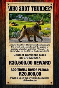 R30 500 reward offered for information about Thunder’s killing