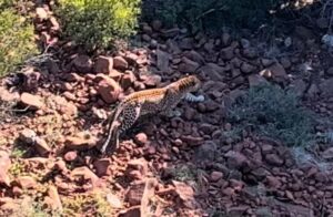 KYK | Seldsame ontdekking van luiperd op private wildreservaat buite Graaff-Reinet