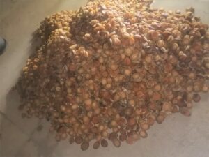 Suspects arrested with abalone worth R3 million in Cookhouse