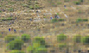 Koppiekalk-tradisie leef voort