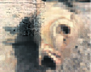 Some 38 000 more fish collected