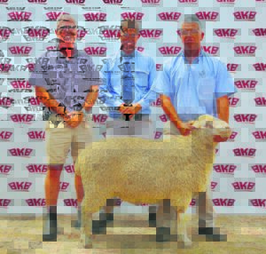 Rams sold at auction