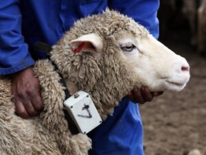 Swift arrest of stock thieves in Cookhouse