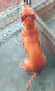 Cradock se dierebeskerming trek swaar – só kan jy help