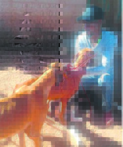 Honger honde word hier versorg