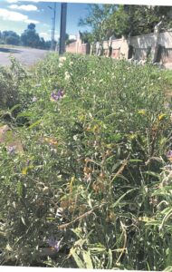 Satansbos vervuil in die Oos-Kaap