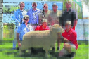 Geslaagde merinoveiling geseën met reën