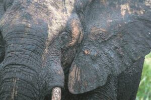 Bull elephants join Samara herd