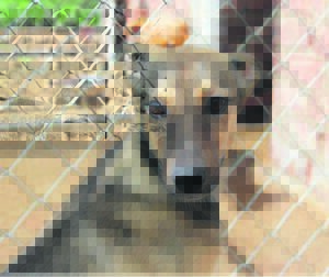 Pet a furry ‘friend’ at the SPCA