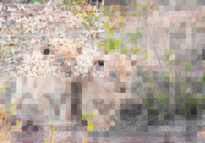 Decade of success at Academy