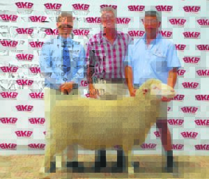 Goeie pryse behaal by merino-produksieveiling