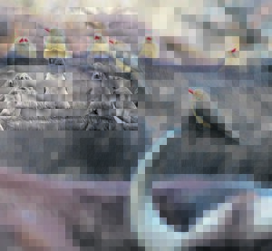 Renostervoëls pas aan in nasionale park