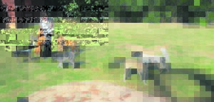 Woefe tuis in Heunis-hondeparadys